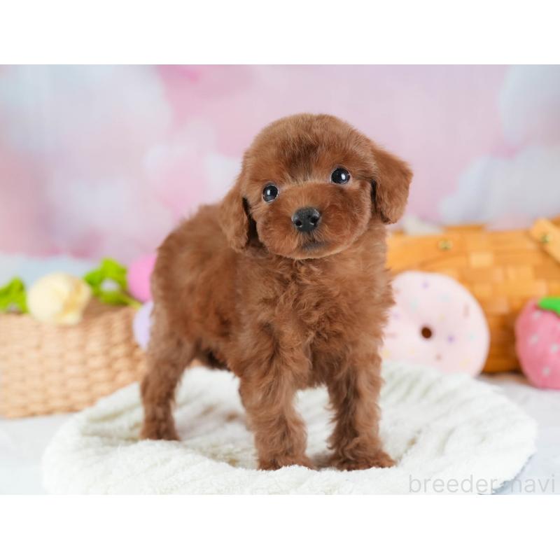 販売中の埼玉県のトイプードル-441278の6枚目