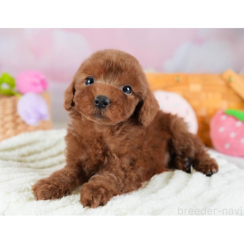 販売中の埼玉県のトイプードル-441278の4枚目