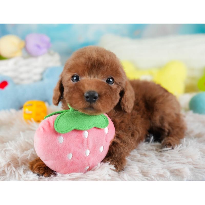 販売中の埼玉県のトイプードル-441278の3枚目