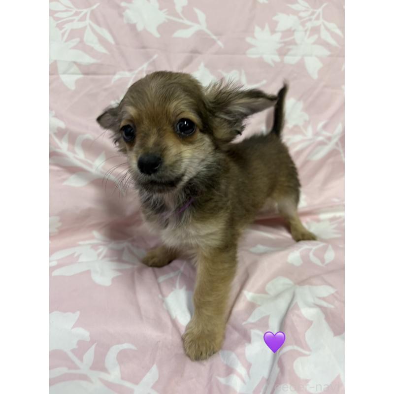 成約済の愛知県のチワックス:チワワ×ミニチュアダックスフンド-430983