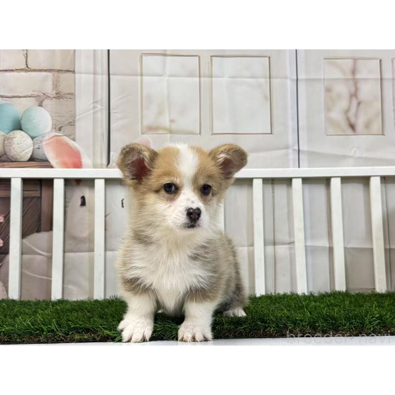 販売中の茨城県のウェルシュコーギーペンブローク-433774の4枚目