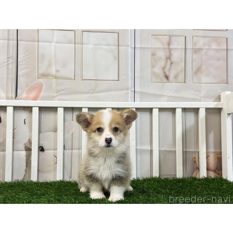 販売中の茨城県のウェルシュコーギーペンブローク-433774の2枚目