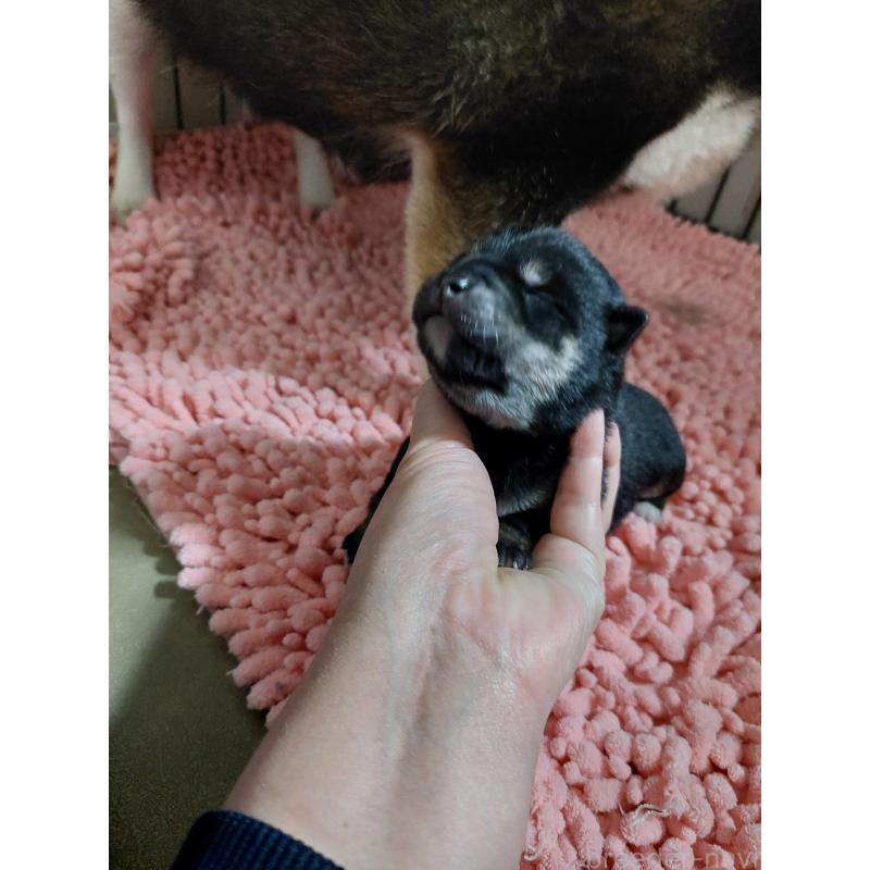 販売中の高知県の豆柴-439776の5枚目