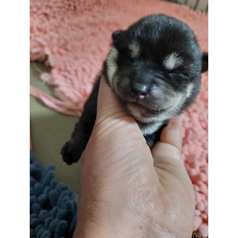 販売中の高知県の豆柴-439779の5枚目