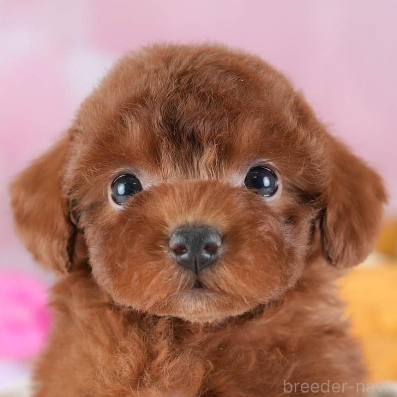 販売中の埼玉県のトイプードル-441280