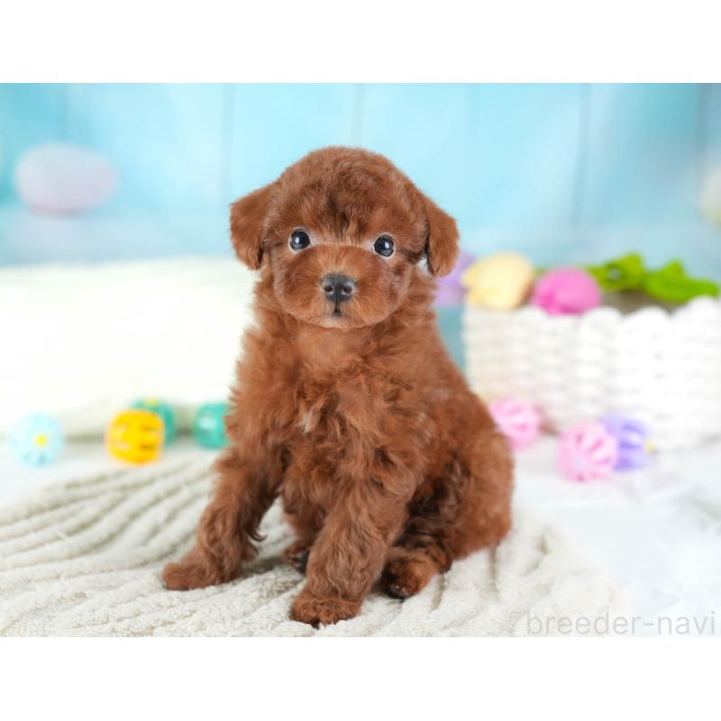 販売中の埼玉県のトイプードル-441280の11枚目