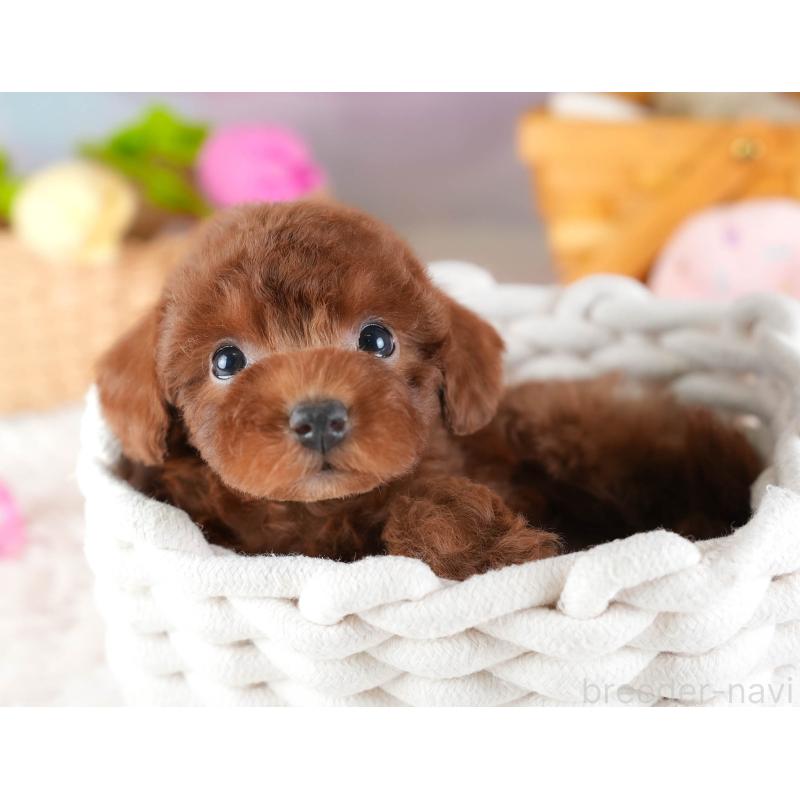 販売中の埼玉県のトイプードル-441280の10枚目