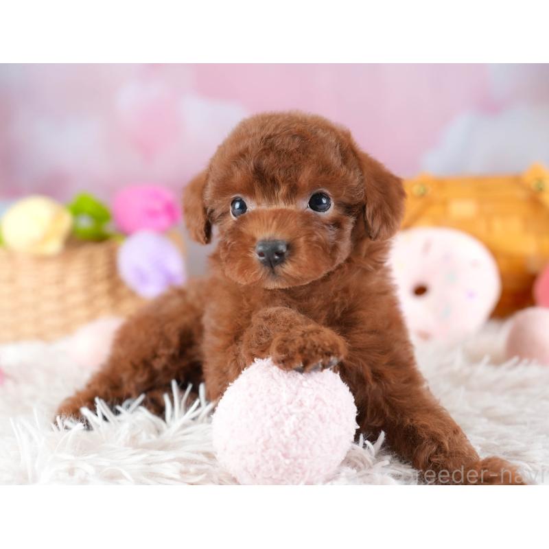 販売中の埼玉県のトイプードル-441280の9枚目