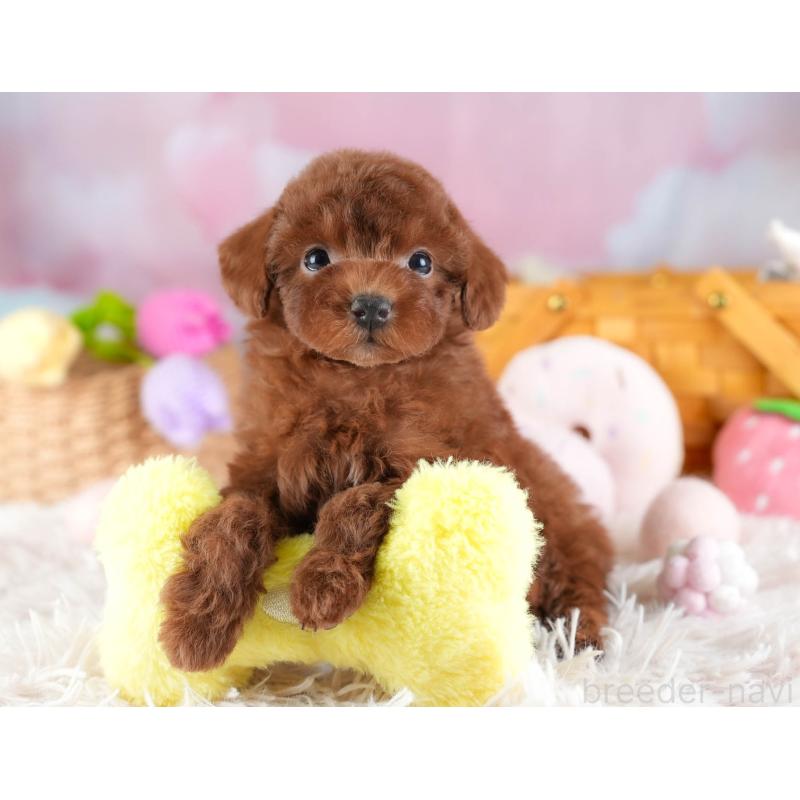 販売中の埼玉県のトイプードル-441280の7枚目