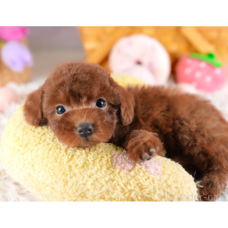 販売中の埼玉県のトイプードル-441280の6枚目