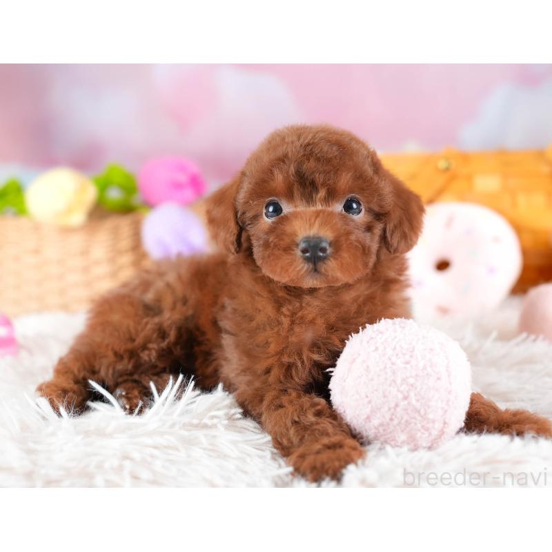 販売中の埼玉県のトイプードル-441280の5枚目