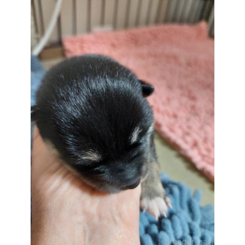 販売中の高知県の豆柴-439775の5枚目