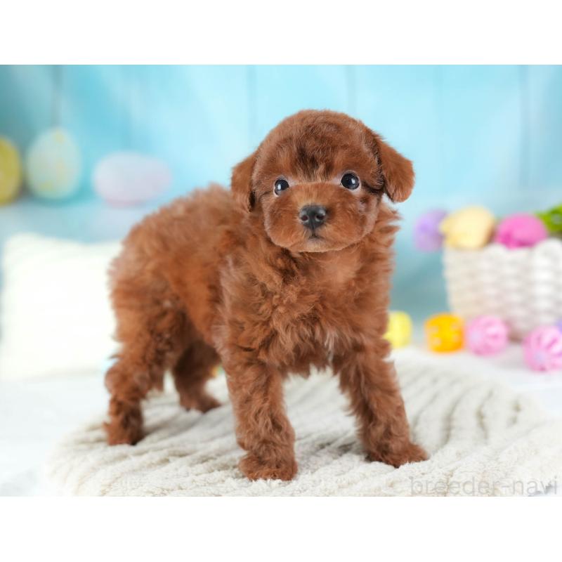 販売中の埼玉県のトイプードル-441280の4枚目