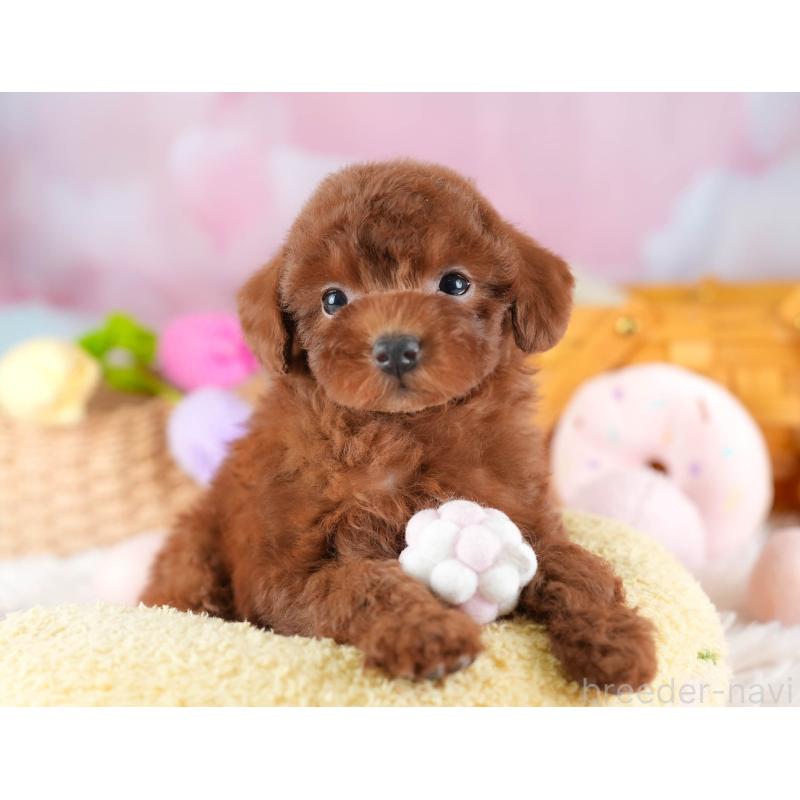 販売中の埼玉県のトイプードル-441280の3枚目