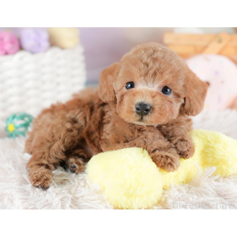 販売中の埼玉県のトイプードル-441282の11枚目