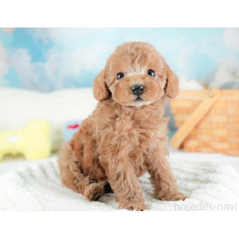 販売中の埼玉県のトイプードル-441282の10枚目