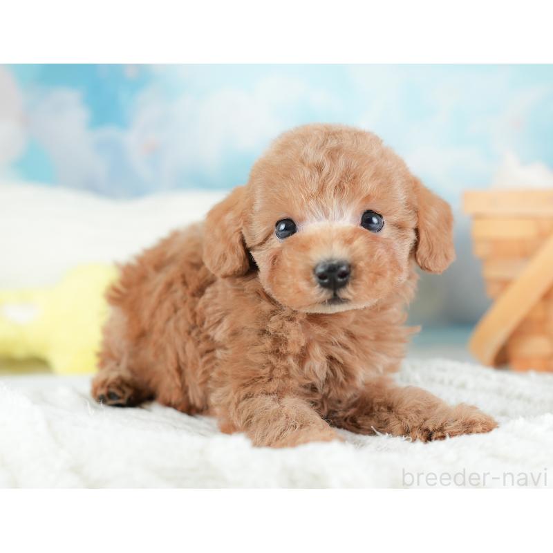 販売中の埼玉県のトイプードル-441282の6枚目