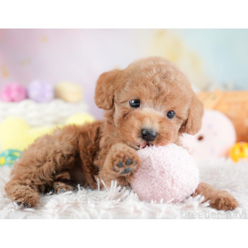 販売中の埼玉県のトイプードル-441282の5枚目