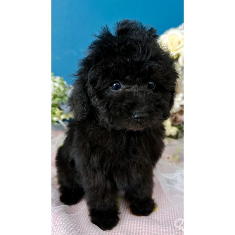 販売中の神奈川県のタイニープードル-441284の8枚目