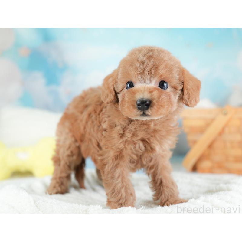 販売中の埼玉県のトイプードル-441282の4枚目