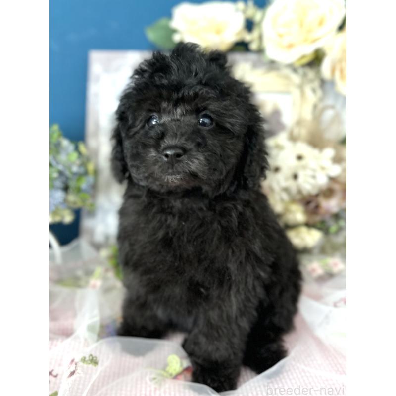 販売中の神奈川県のタイニープードル-441284の7枚目