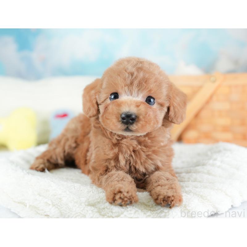 販売中の埼玉県のトイプードル-441282の3枚目