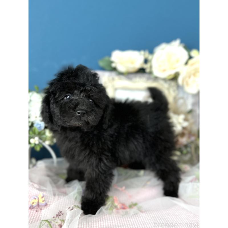 販売中の神奈川県のタイニープードル-441284の6枚目