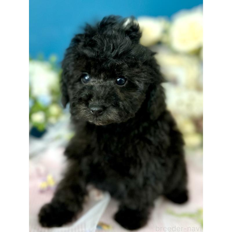 販売中の神奈川県のタイニープードル-441284の5枚目