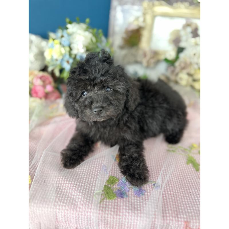 販売中の神奈川県のタイニープードル-441284の4枚目