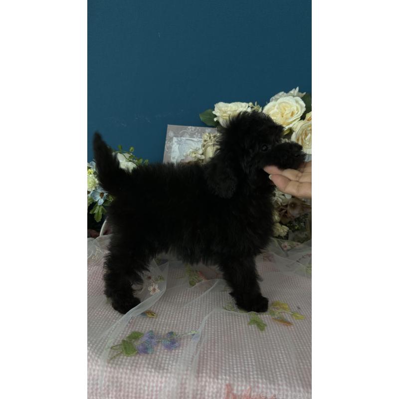 販売中の神奈川県のタイニープードル-441284の3枚目