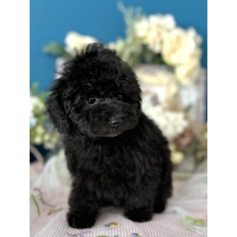 販売中の神奈川県のタイニープードル-441284の2枚目