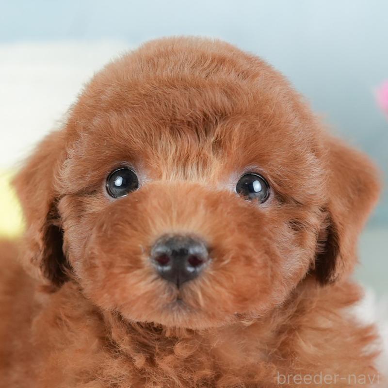 販売中の埼玉県のトイプードル-441283