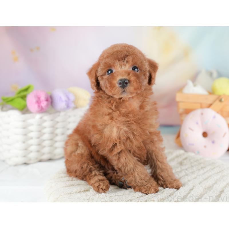 販売中の埼玉県のトイプードル-441283の11枚目