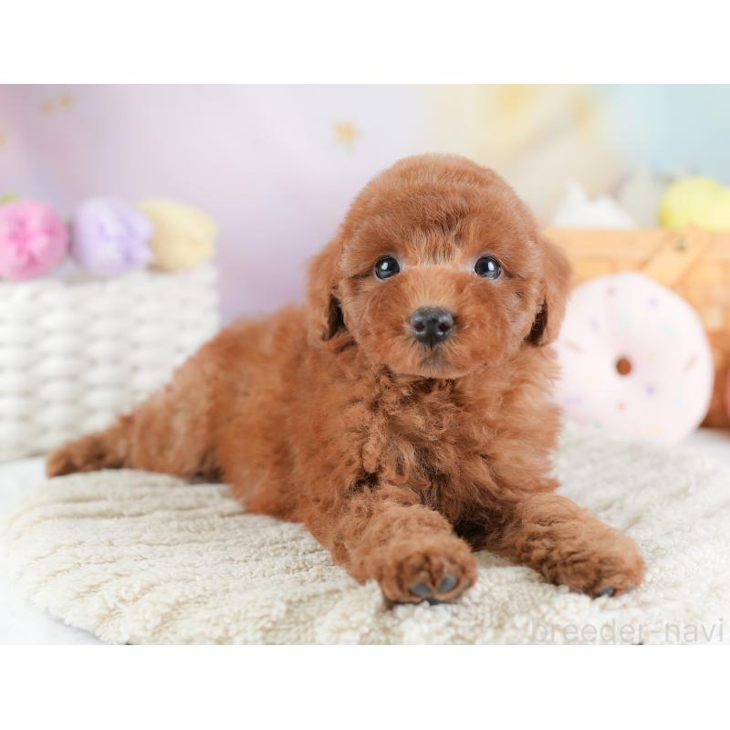 販売中の埼玉県のトイプードル-441283の10枚目