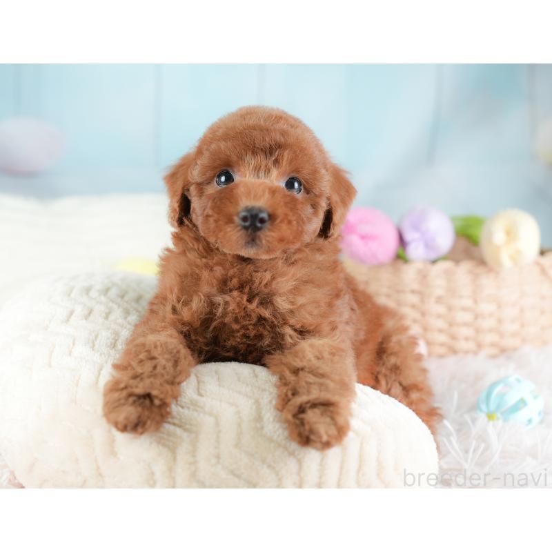 販売中の埼玉県のトイプードル-441283の9枚目