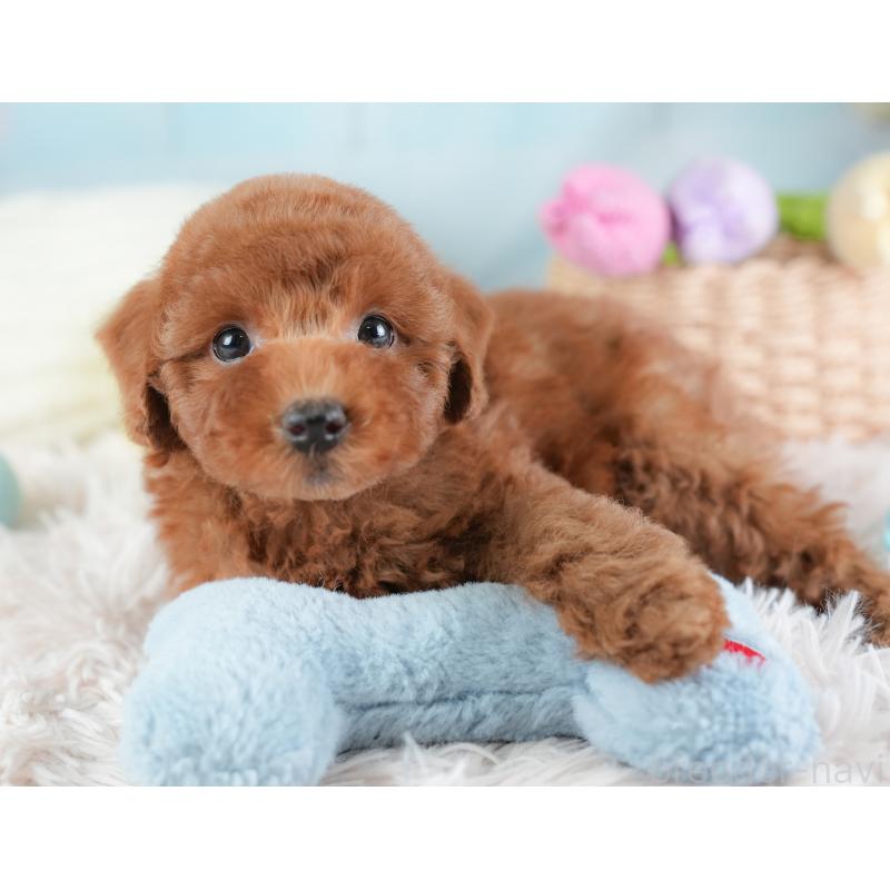 販売中の埼玉県のトイプードル-441283の8枚目