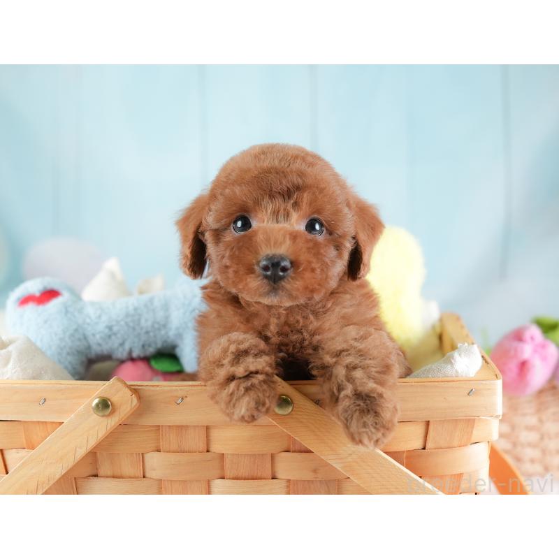 販売中の埼玉県のトイプードル-441283の7枚目