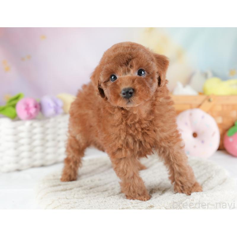 販売中の埼玉県のトイプードル-441283の6枚目