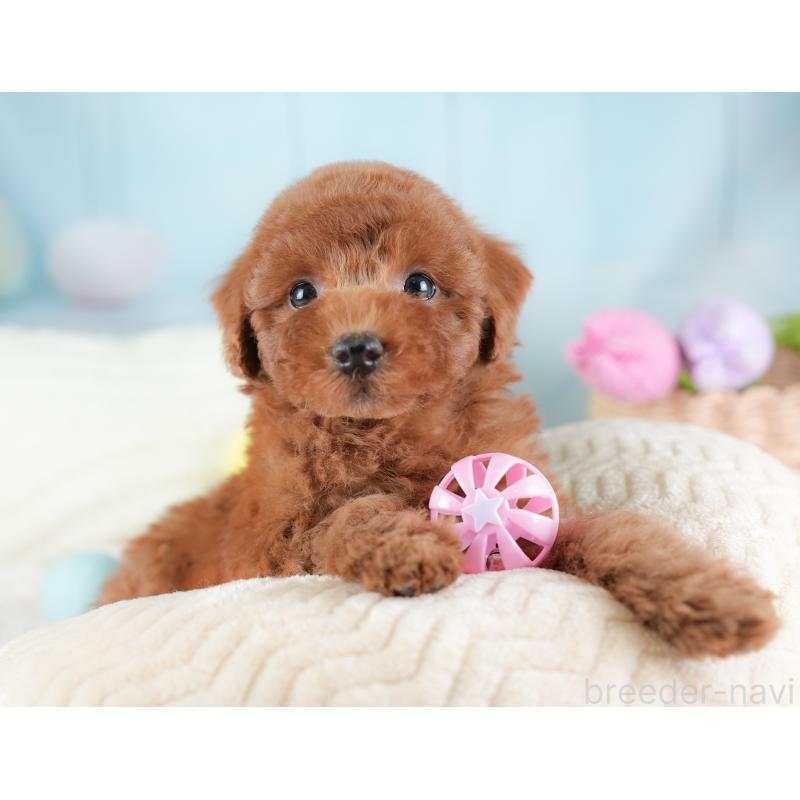 販売中の埼玉県のトイプードル-441283の4枚目