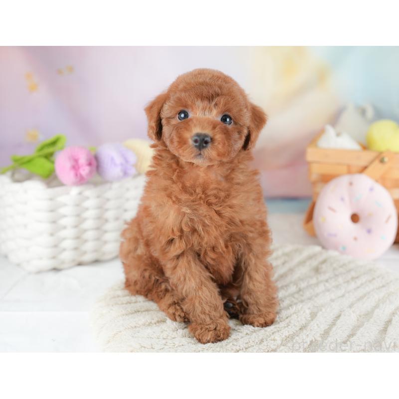 販売中の埼玉県のトイプードル-441283の3枚目