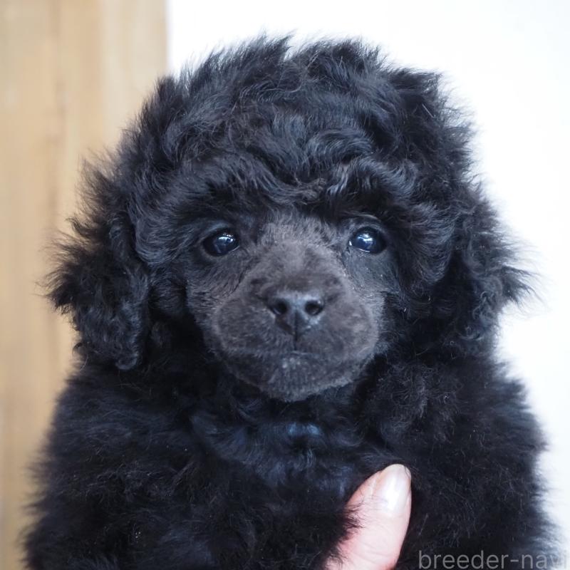 販売中の山梨県のタイニープードル-441324の9枚目