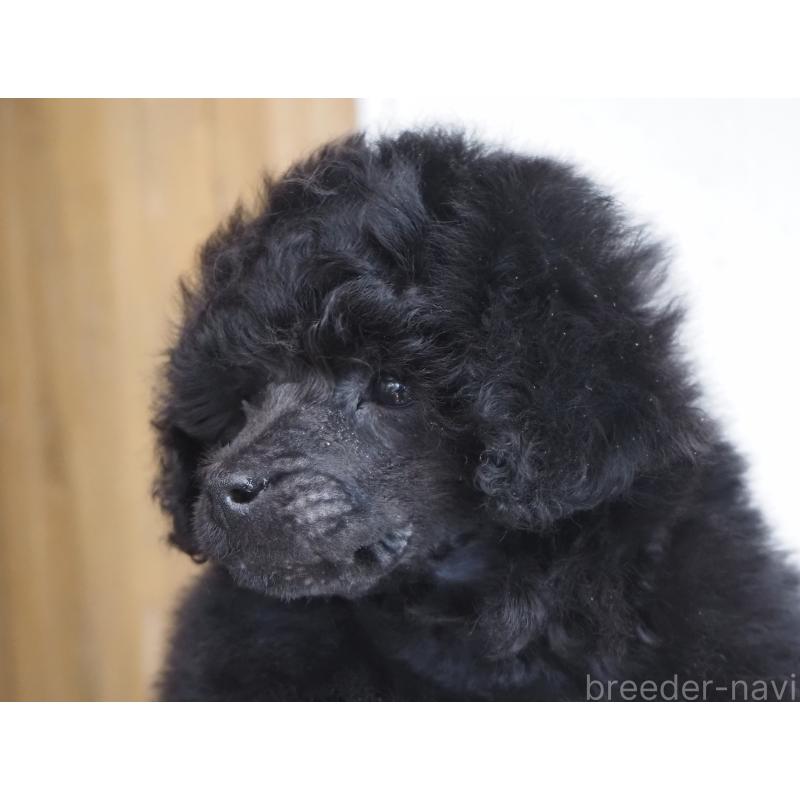 販売中の山梨県のタイニープードル-441324の8枚目