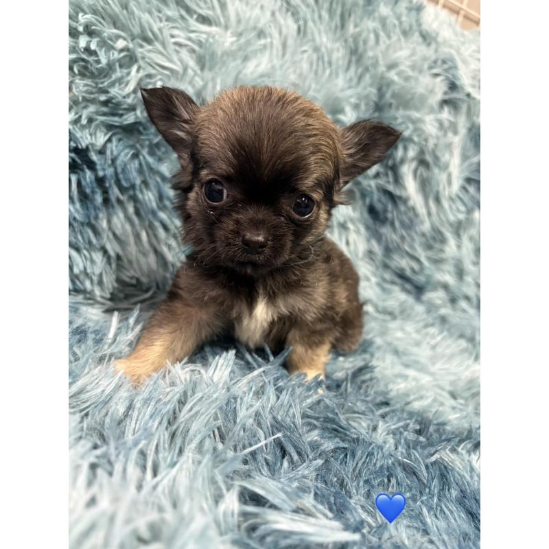 販売中の愛知県のチワワ(ロングコート)-436858