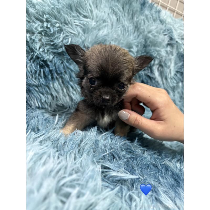 成約済の愛知県のチワワ(ロングコート)-436858の3枚目