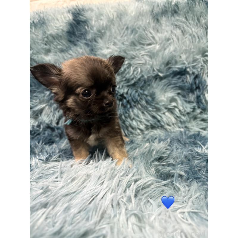 成約済の愛知県のチワワ(ロングコート)-436858の2枚目