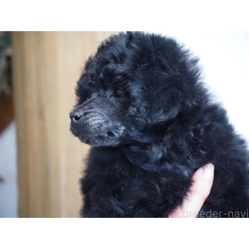 販売中の山梨県のタイニープードル-441324の7枚目