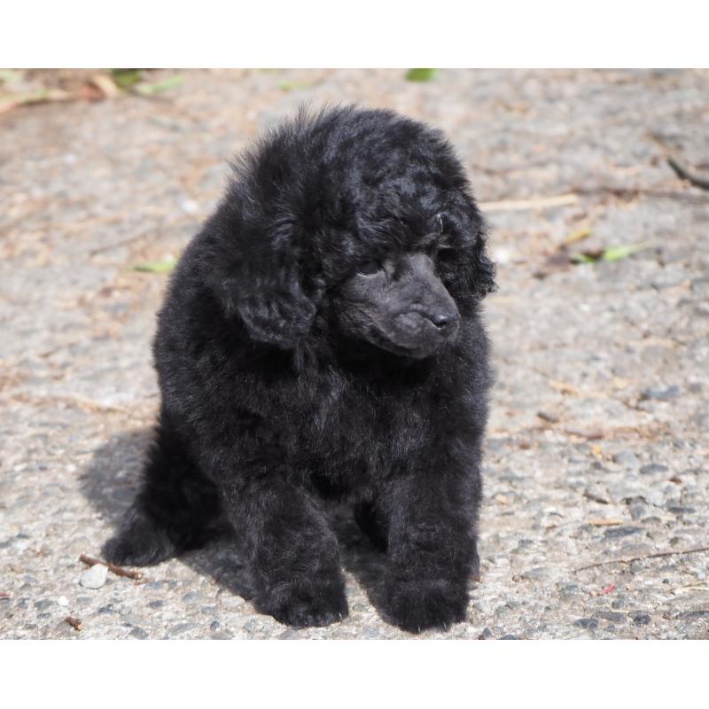 販売中の山梨県のタイニープードル-441324の6枚目