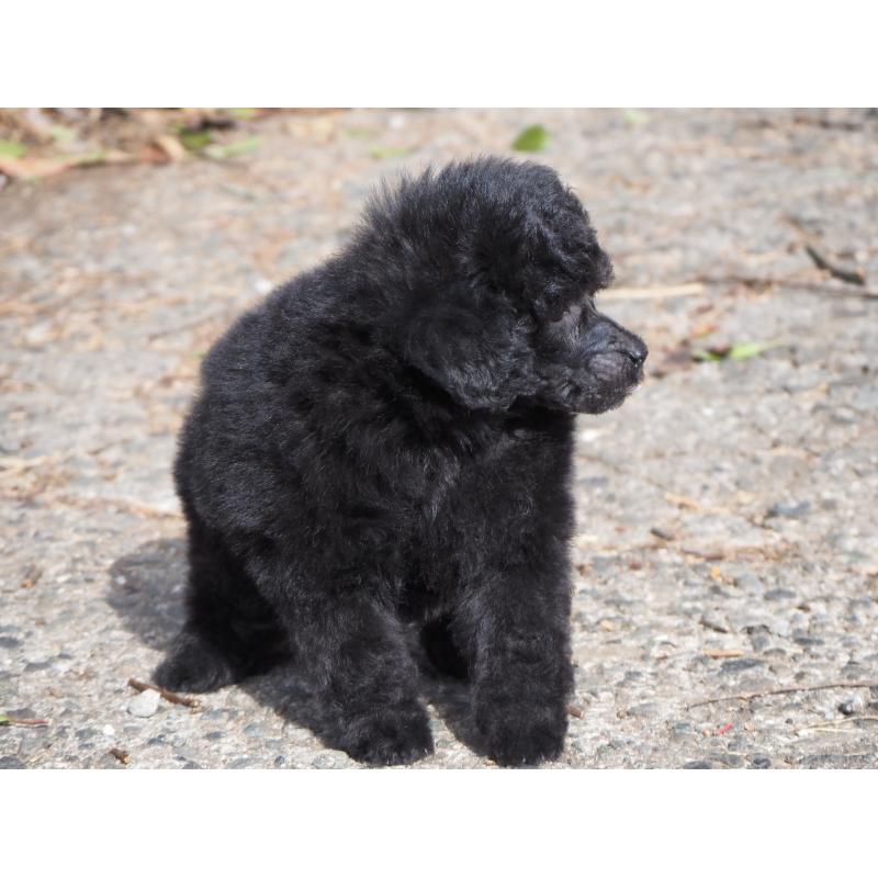 販売中の山梨県のタイニープードル-441324の5枚目