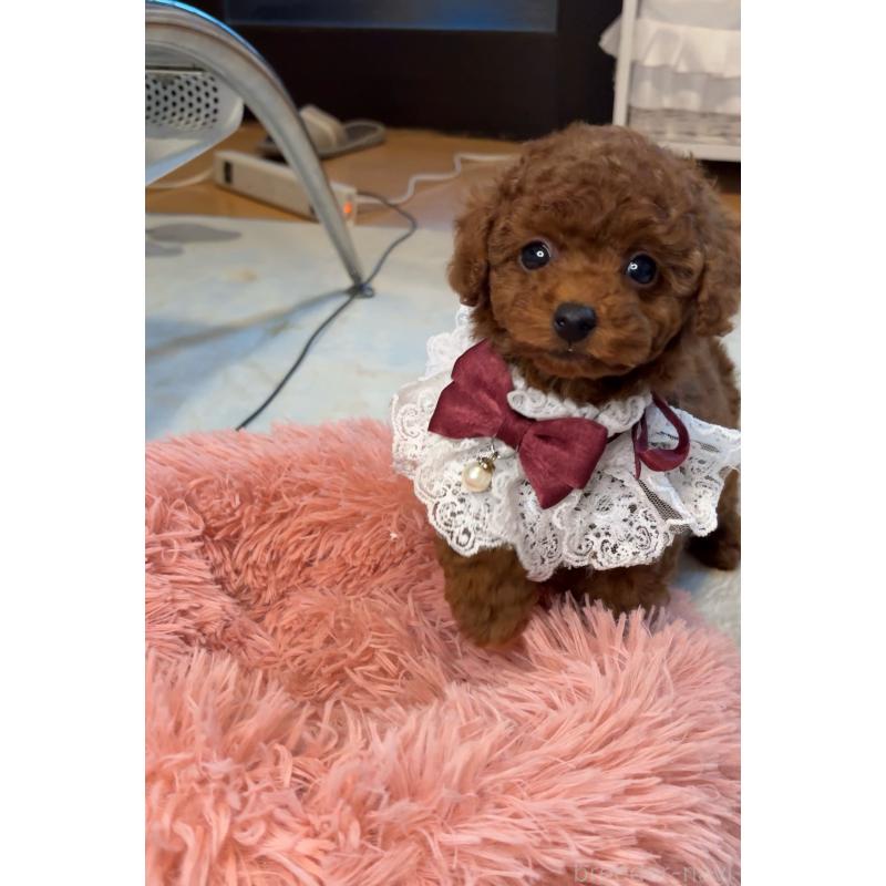 販売中の大阪府のティーカッププードル-433916の4枚目