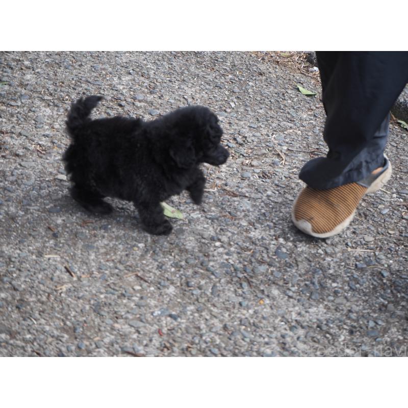 販売中の山梨県のタイニープードル-441324の4枚目